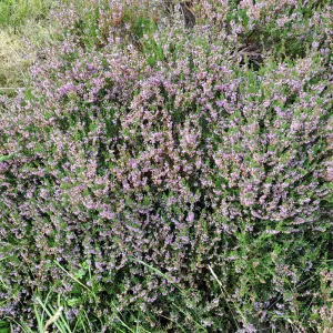 1756905944527   kopiert